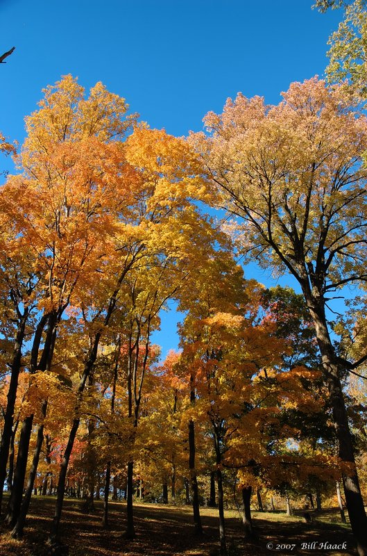 16_DSC_1709 fall color 2007 110507.jpg