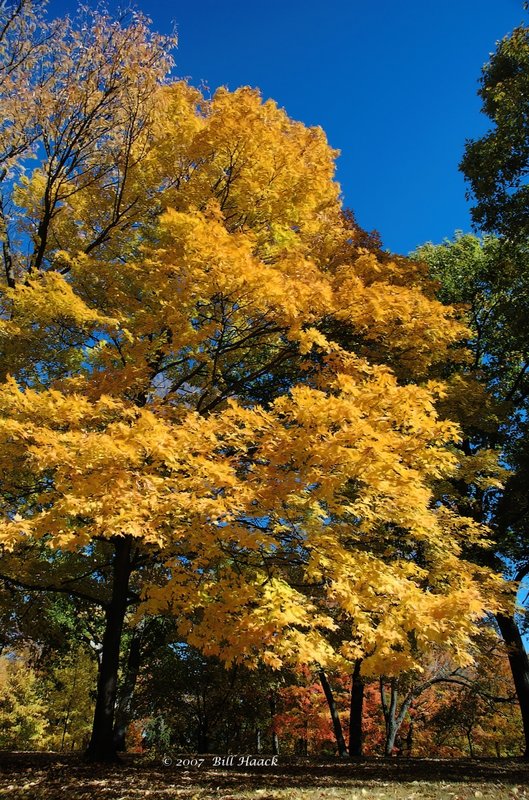 16_DSC_1717 fall color 2007 110507.jpg