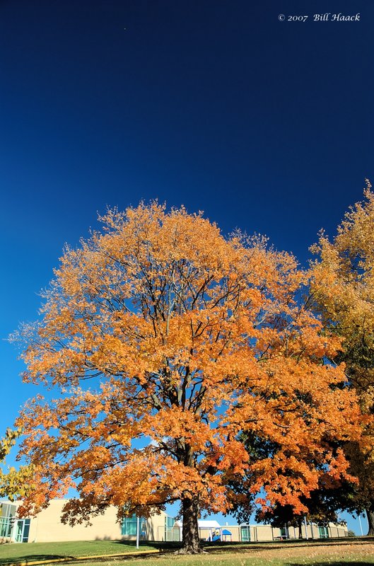 16_DSC_1758 fall color 2007 110707.jpg