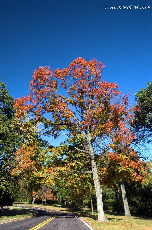 16_DSC_6973 Fall 2008 forest CCLP 103008.jpg