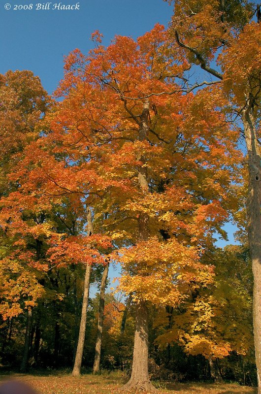 16_DSC_7080 Fall 2008 forest CCLP 110208.jpg