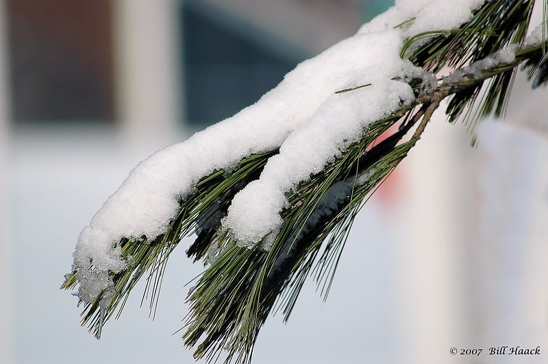 20_DSC_2780 snow on pine limbs 032206.jpg