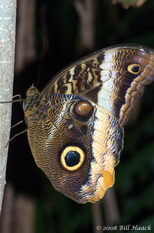 45_DSC_7136 brown blue butterfly MOBOT 110808.jpg :: Just one of the 1000's of species of butterflies from 6 continents at the Butterfly House in St. Louis.
