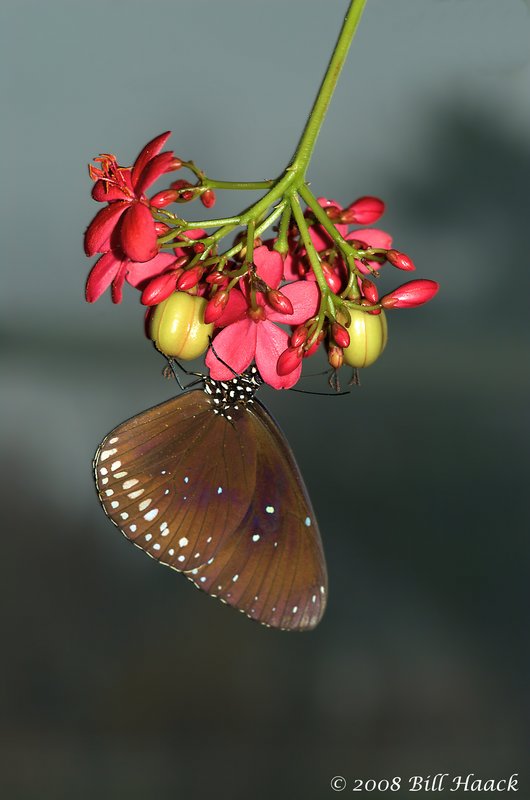 45_DSC_7155 brown butterfly red bud MOBOT 110808.jpg :: Just one of the 1000's of species of butterflies from 6 continents at the Butterfly House in St. Louis.