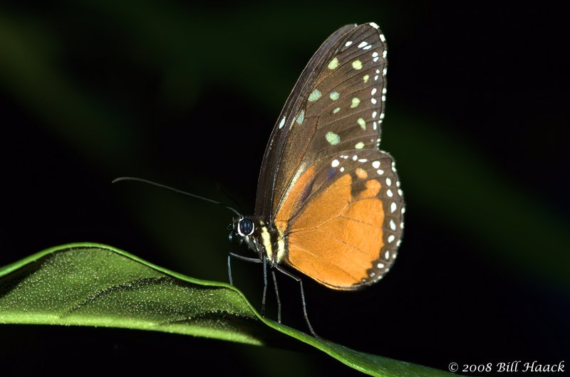 45_DSC_7214 Butterfly orange brown 005 110808.jpg :: Just one of the 1000's of species of butterflies from 6 continents at the Butterfly House in St. Louis.