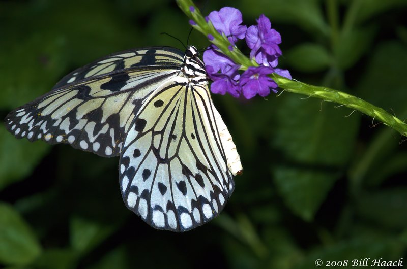 45_DSC_7236 white black butterfly violet flower MOBOT 110808.jpg :: Just one of the 1000's of species of butterflies from 6 continents at the Butterfly House in St. Louis.