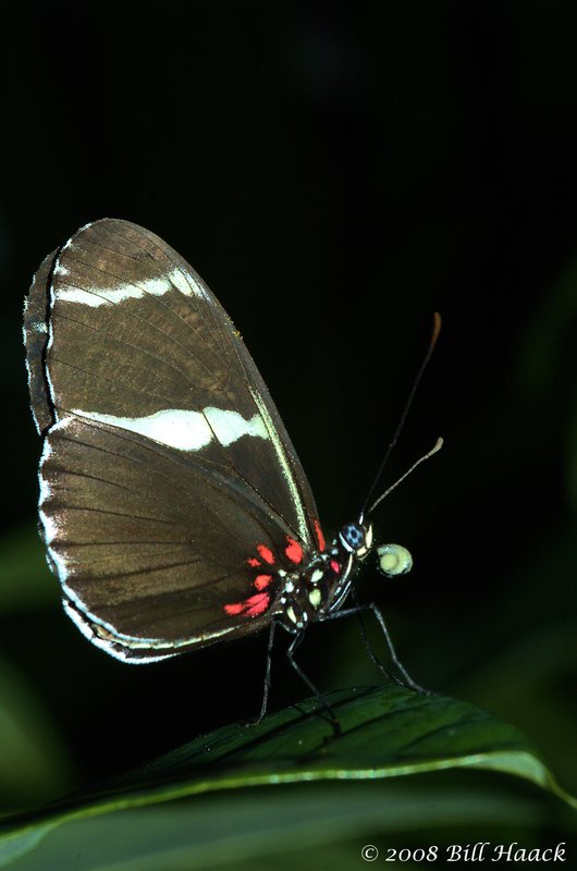 45_DSC_7266 brown white butterfly MOBOT 110808.jpg