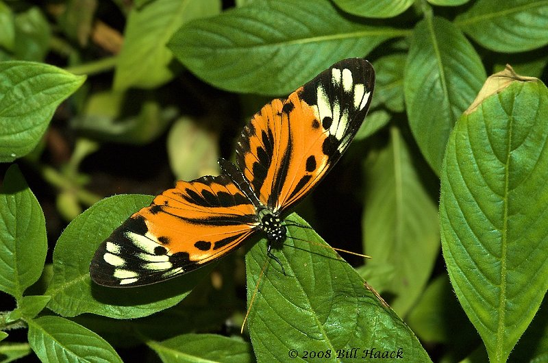 45_DSC_7273 Butterfly orange brown MOBOT 110808.jpg