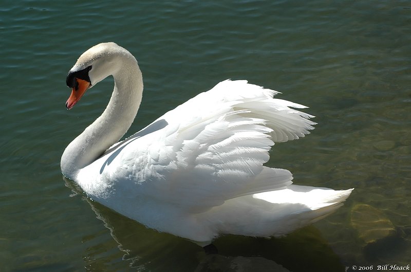50_DSC_2418 white swan 031406.jpg