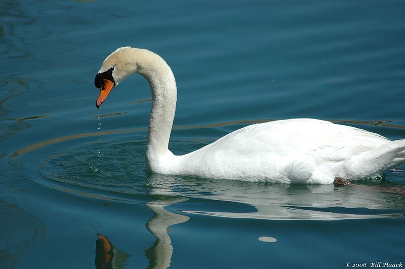 50_DSC_3299 white swan water 040106.jpg