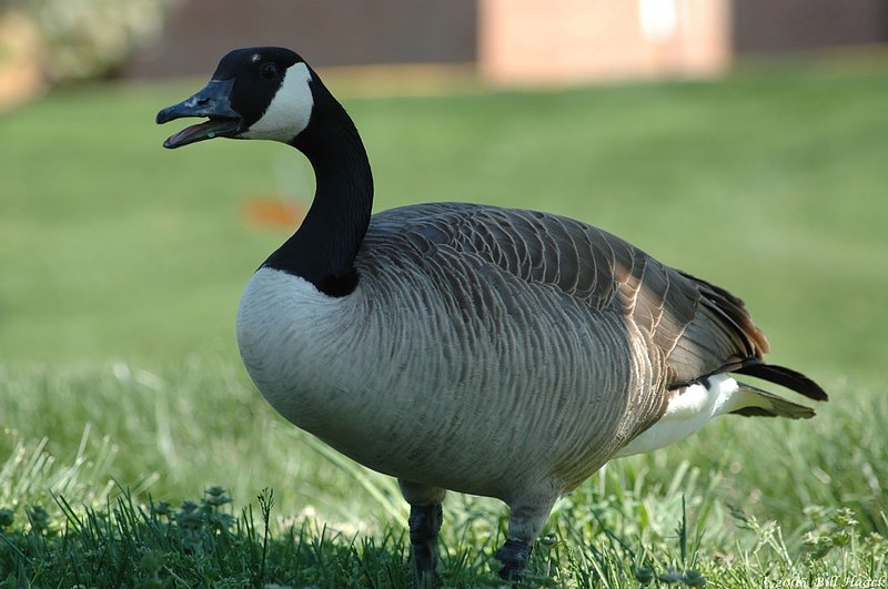 51_DSC_3832 goose closeup 041206.jpg