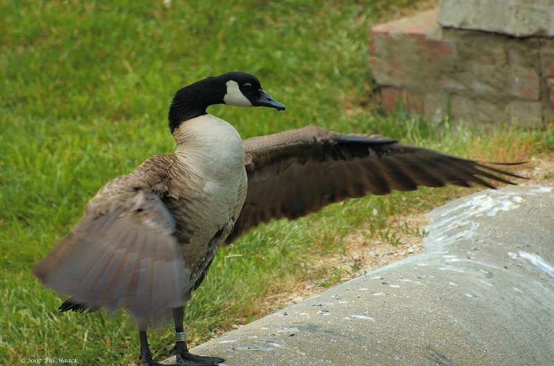 51_DSC_4344 goose wings spread 052607.jpg