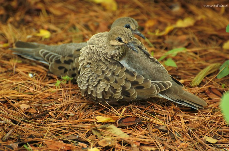 52_DSC_4400 2 pigeons 052807.jpg
