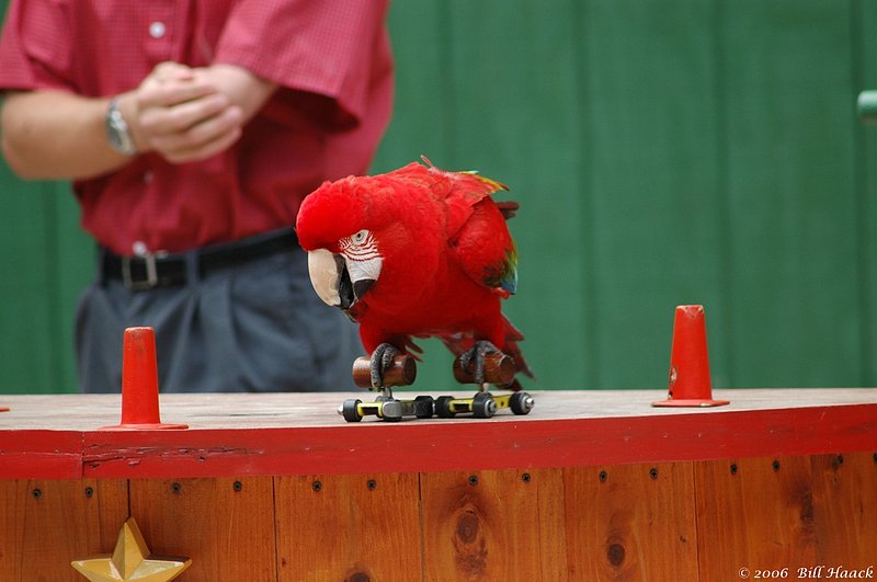 53_DSC_4946 Grants red parrot skates 050606.jpg