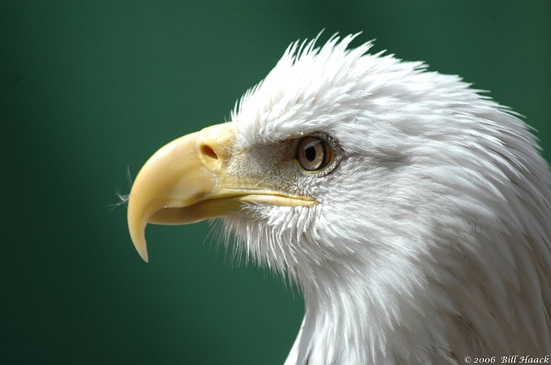 54_DSC_4969 Grants bald eagle 001 050606.jpg