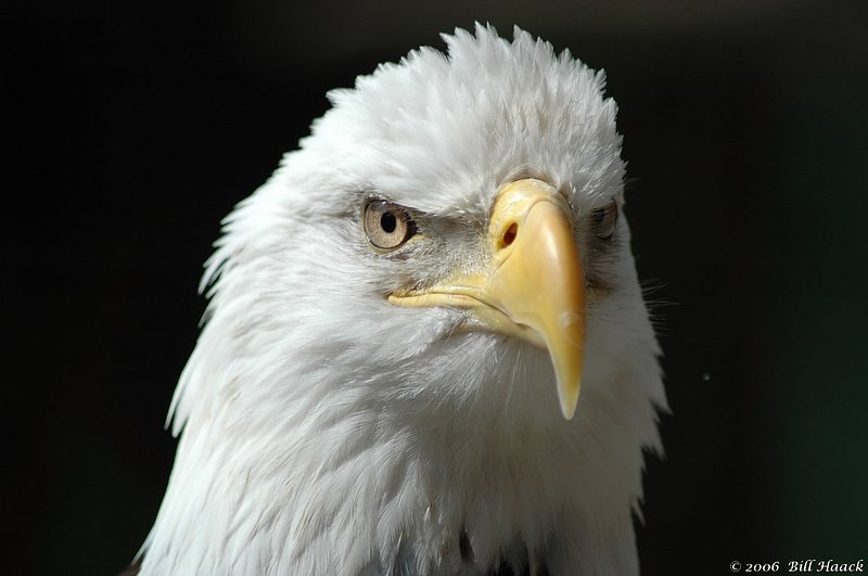 54_DSC_4971 Grants bald eagle 002 050606.jpg