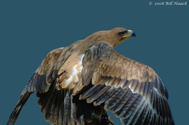 54_DSC_7742 WBS falcon eagle 051708.jpg