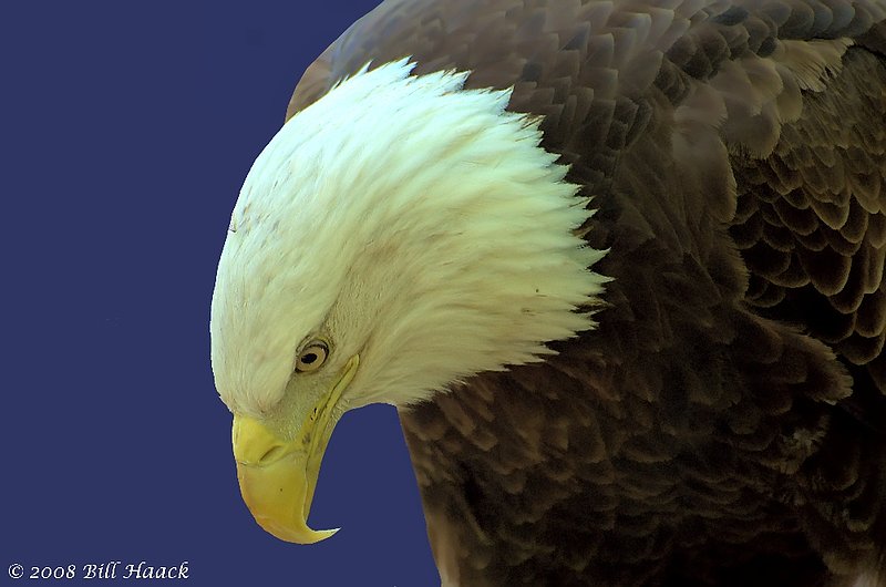 54_DSC_7750 WBS Bald Eagle edited 001 051708.jpg