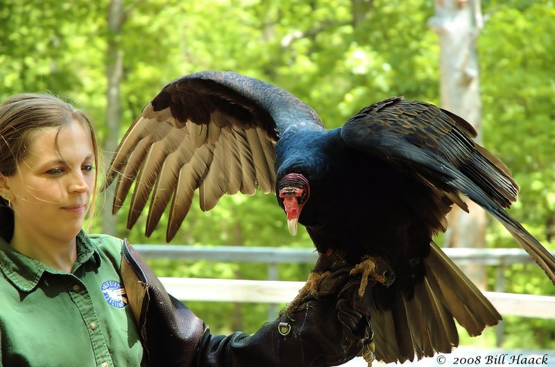 54_DSC_7766 WBS turkey vulture 001 051708.jpg