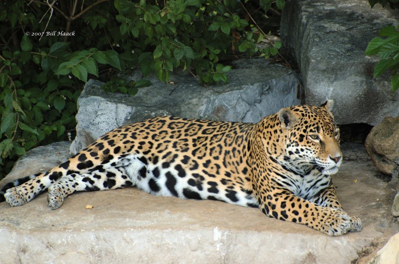 55_DSC_6936 leopard 071307_3.jpg