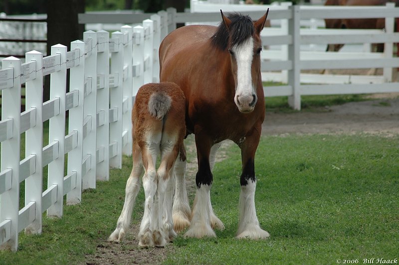 56_DSC_5159 Grants Clydesdales 050606.jpg