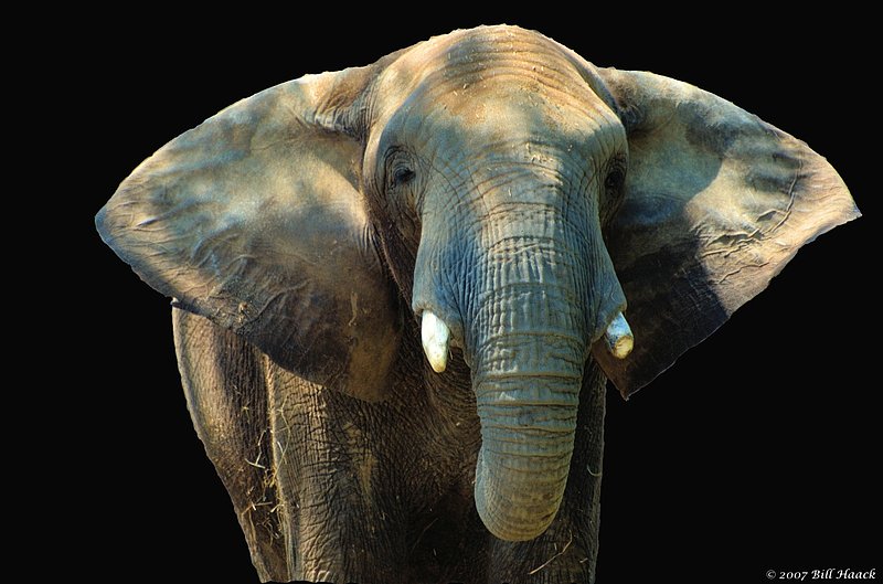 58_DSC_4097 african elephant 051207_1.jpg