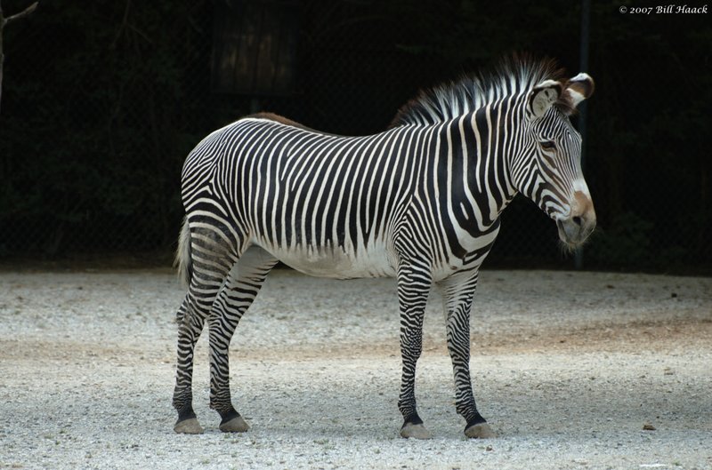 58_DSC_6955 zebra 071307_3.jpg