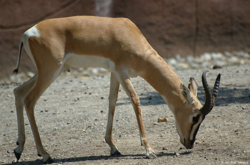58_DSC_6995 antelope type 071307_2.jpg