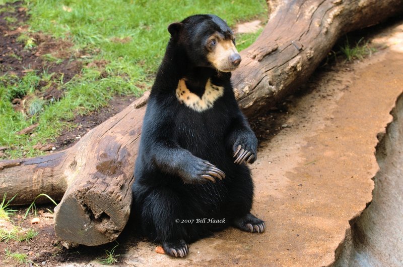 58_DSC_7166 Malaysion Sun Bear 071307_2.jpg