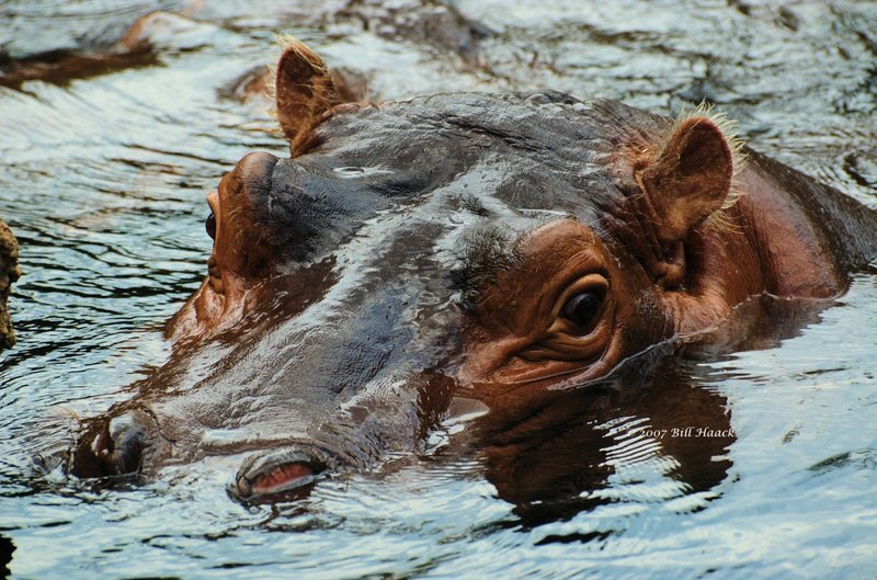 58_DSC_7279 hippo 071307_2.jpg