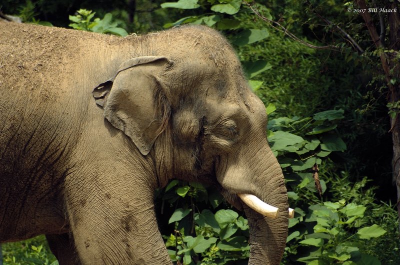 58_DSC_7326 Raj Indian elephant 071307_2.jpg