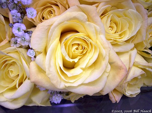 10_100_0763 yellow roses 0801051.jpg