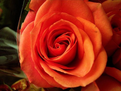 10_100_07641 orange rose 080105.jpg