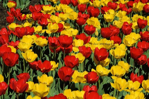 10_DSC_3239 field of tulips 040507.jpg