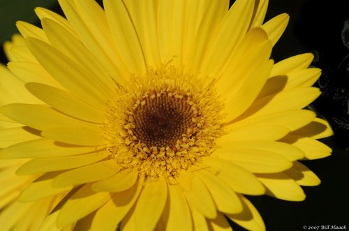 10_DSC_3374 yellow flower 042007.jpg