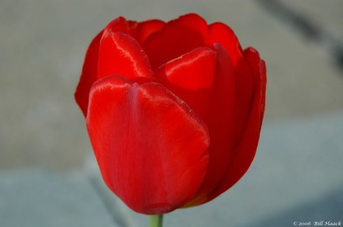 10_DSC_3904 red tulip open side 041506.jpg