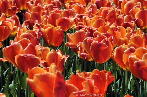 10_DSC_7103 Tulip orange 001 042468.jpg