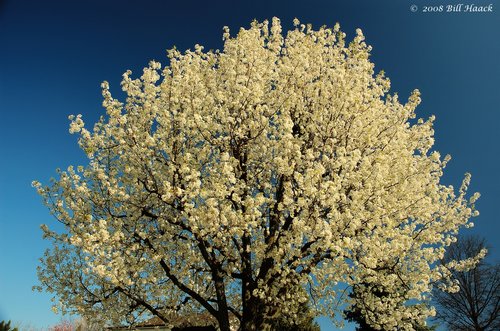 14_DSC_6678 white spring tree blossoms 041408.jpg