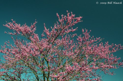 14_DSD1678 pink spring blossoms tree 040309.jpg