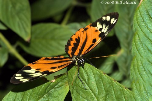 45_DSC_7271 Butterfly orange brown MOBOT 110808.jpg