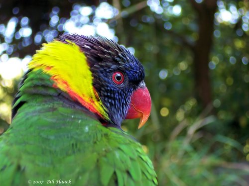 53_100_1990 large green parrot 091707.jpg