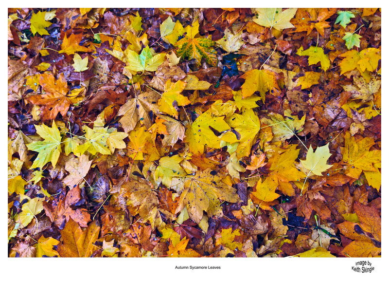 Autumn-Sycamore.jpg :: Sycamore Leaves Autumn Colours