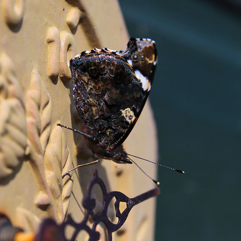 BFY_0201.jpg :: Red Admiral Butterfly at rest
