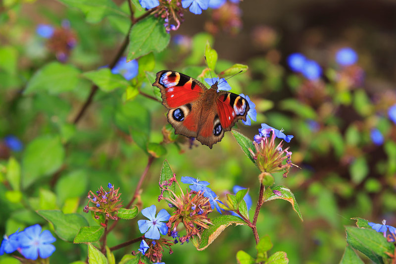 BFY_030(1).jpg :: Peacock Butterfly