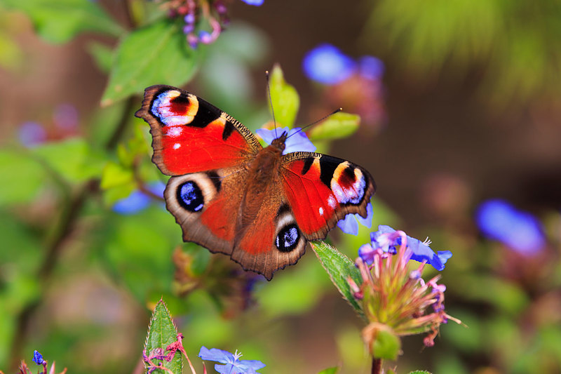 BFY_031(1).jpg :: Peacock Butterfly