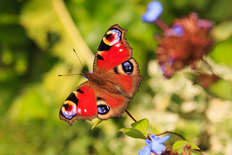 BFY_033(1).jpg :: Peacock Butterfly