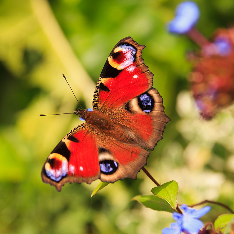 BFY_0331.jpg :: Peacock Butterfly