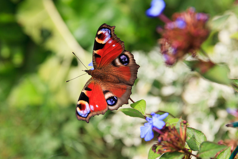 BFY_034(1).jpg :: Peacock Butterfly