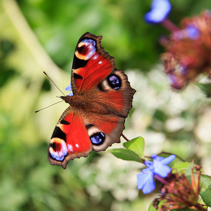 BFY_0341.jpg :: Peacock Butterfly
