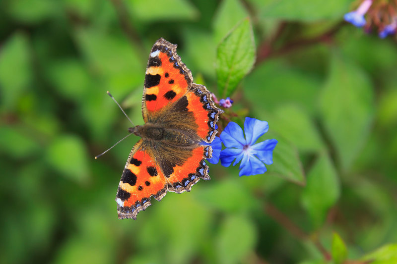 BFY_038(1).jpg :: Tortoiseshell Butterfly